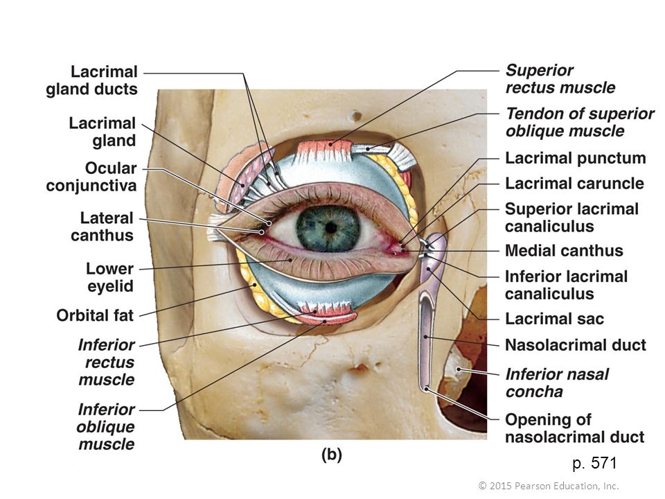 three main accessory eye structures