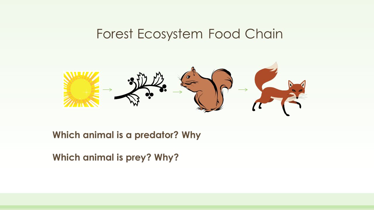 Food Chains and Ecosystems - ppt download