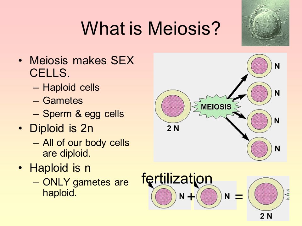 What is Meiosis fertilization + = Meiosis makes SEX CELLS.