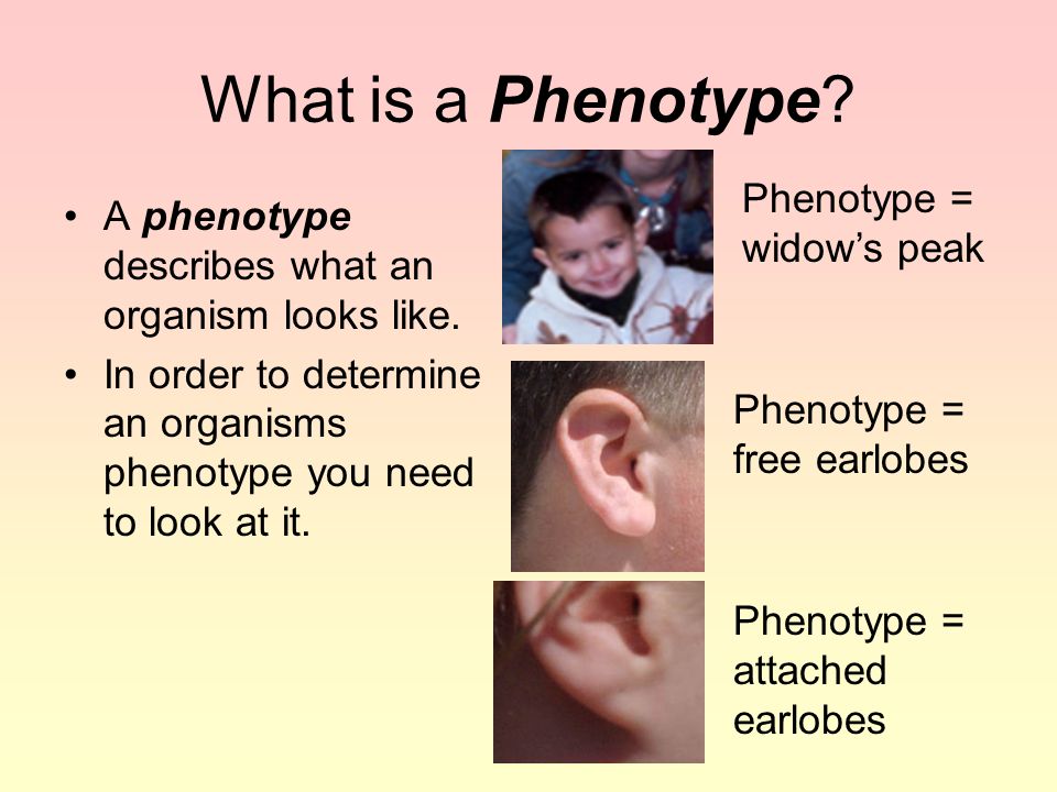 What is a Phenotype Phenotype = widow’s peak