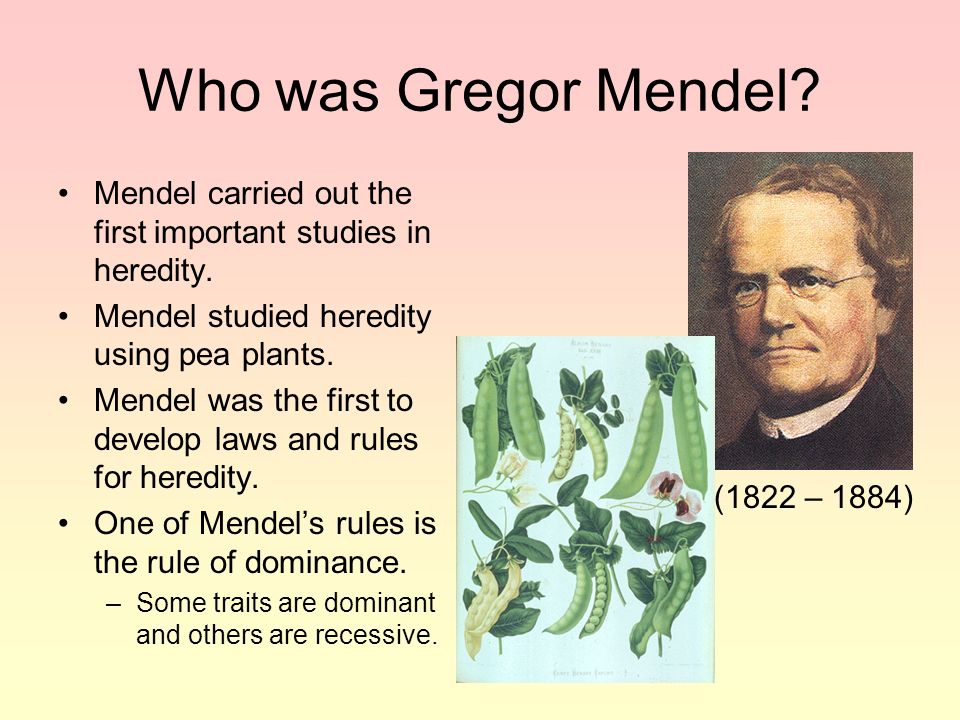 Who was Gregor Mendel Mendel carried out the first important studies in heredity. Mendel studied heredity using pea plants.