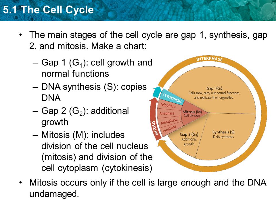 The Cell Cycle Chart