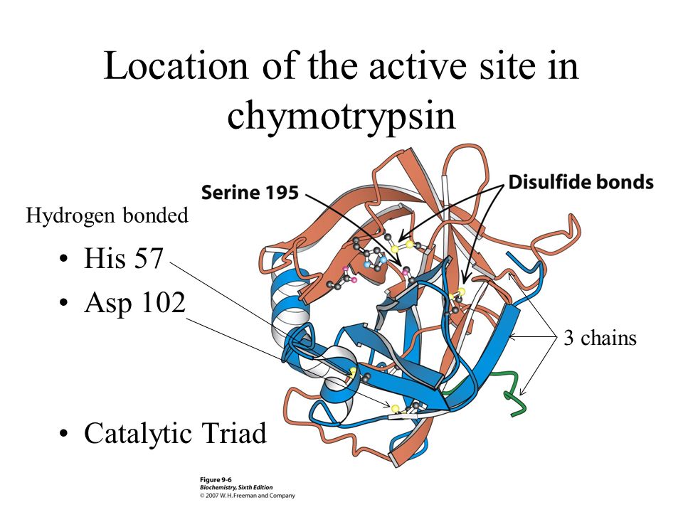 Chymotrypsin Lecture Aims: to understand (1) the catalytic ...