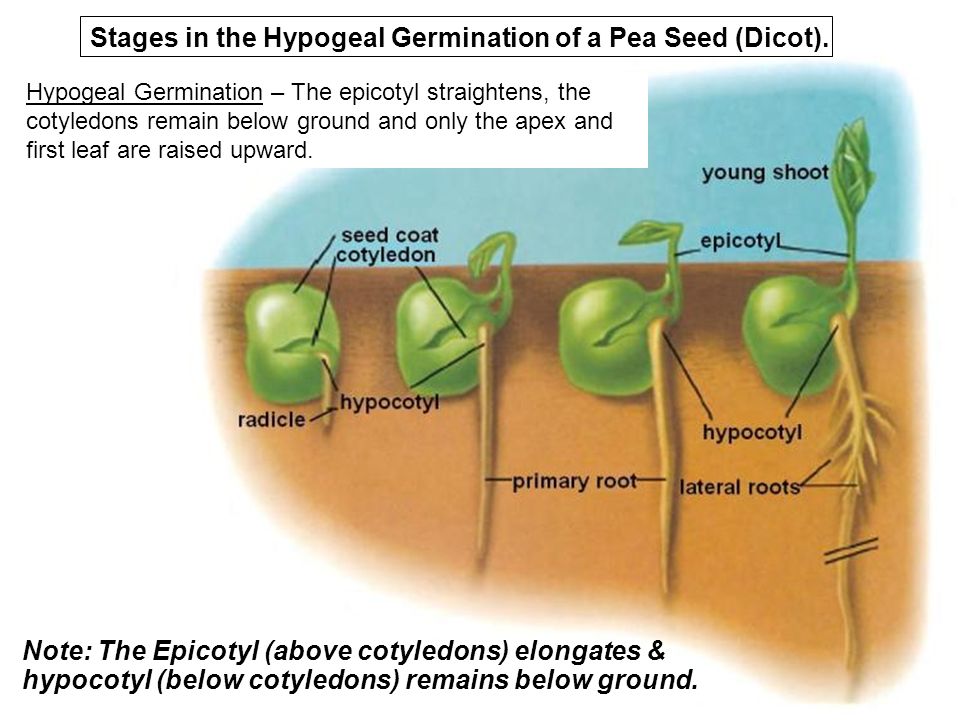 Stages in the Hypogeal Germination of a Pea Seed (Dicot). 