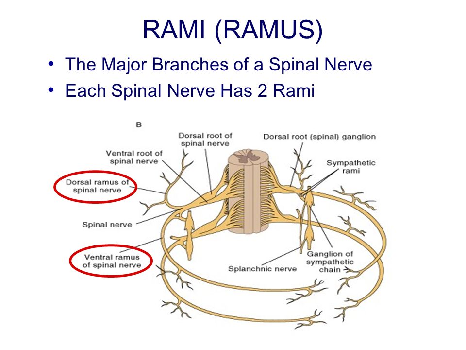 Chapter 14: Peripheral Nervous System - ppt video online download