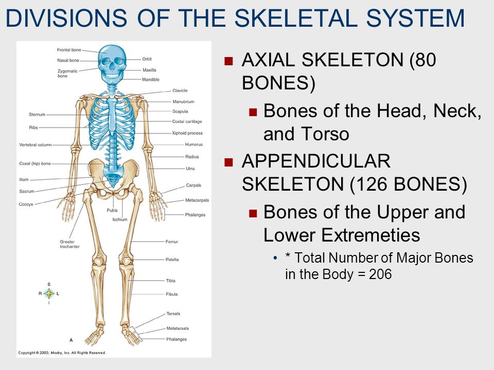 Bones system. Skeleton System. Axial Skeleton. Major structures of skeletal System Human.
