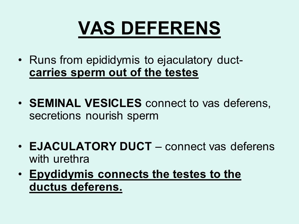 VAS DEFERENS Runs from epididymis to ejaculatory duct- carries sperm out of the testes.