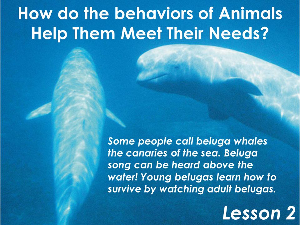 How do the behaviors of Animals Help Them Meet Their Needs? - ppt video  online download