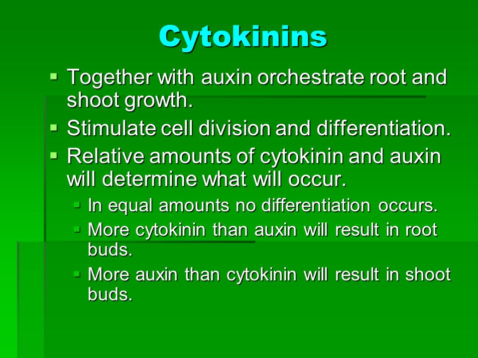 Cytokinins Together with auxin orchestrate root and shoot growth.