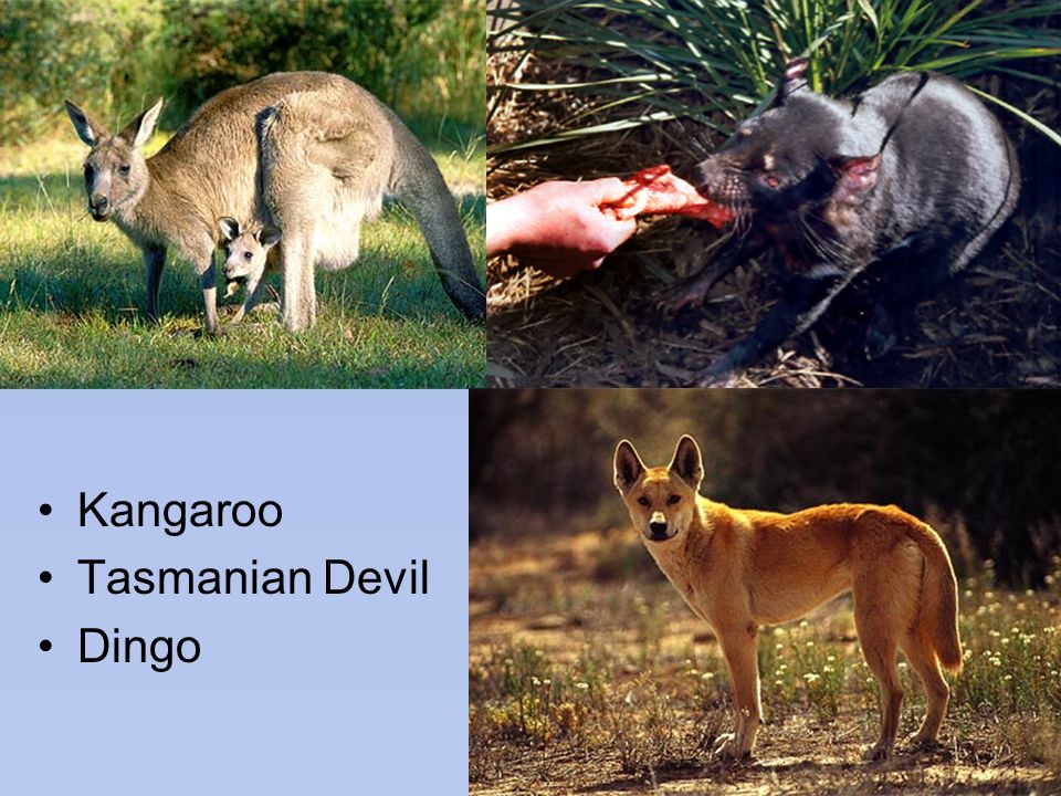 Kangaroo Tasmanian Devil Dingo