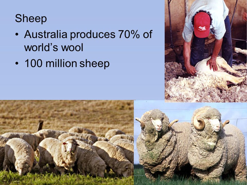 Sheep Australia produces 70% of world’s wool 100 million sheep