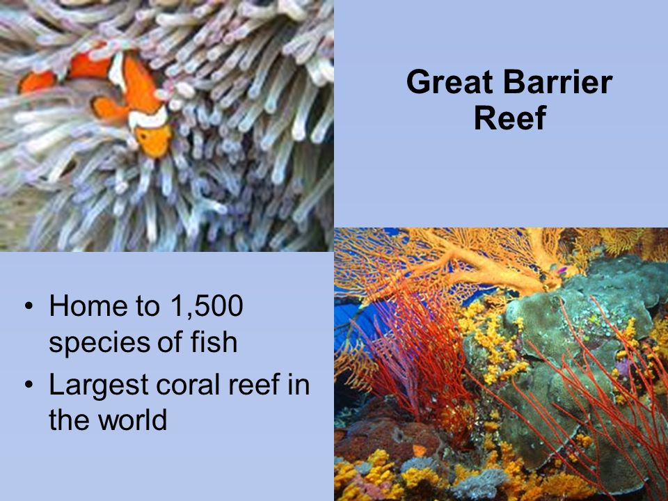 Great Barrier Reef Home to 1,500 species of fish