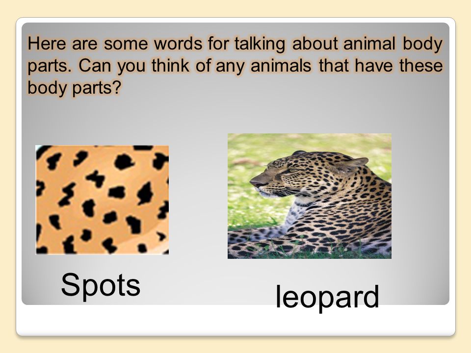 Describing Animal. - ppt download