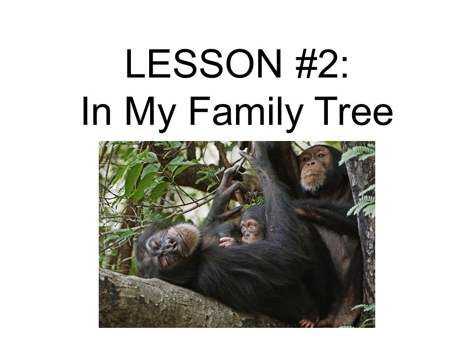 LESSON #2: In My Family Tree