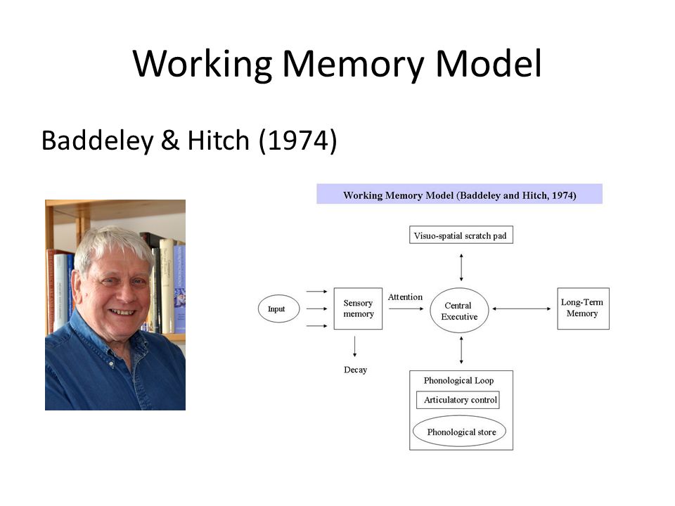 Бэддели ваша память. Baddeley working Memory. Модель Бэддли. Бэддели память. Модель Бэддели Хитча.