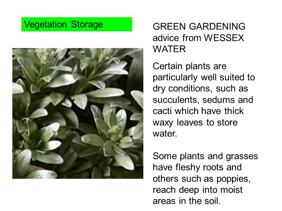 Vegetation Storage GREEN GARDENING advice from WESSEX WATER.