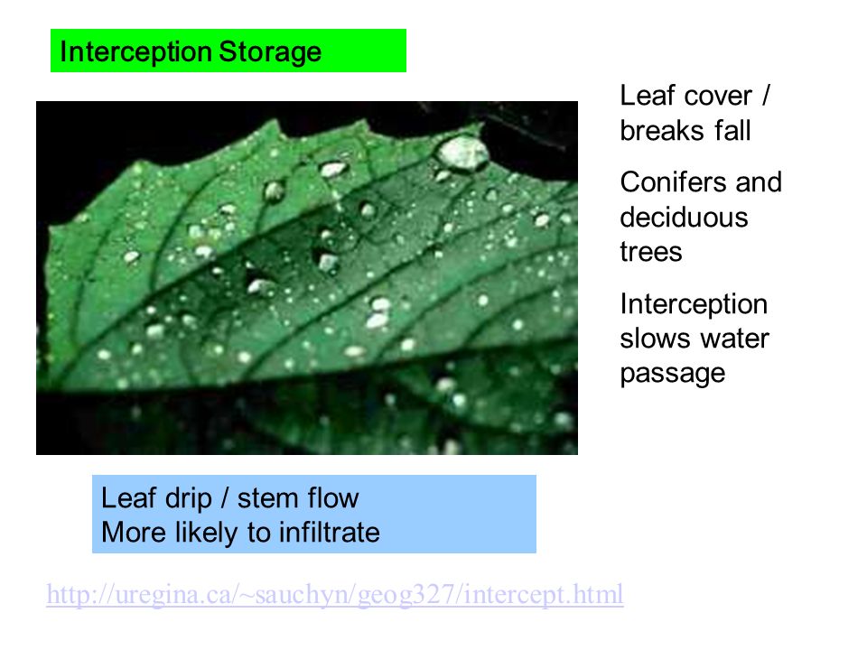 Interception Storage Leaf cover / breaks fall. Conifers and deciduous trees. Interception slows water passage.