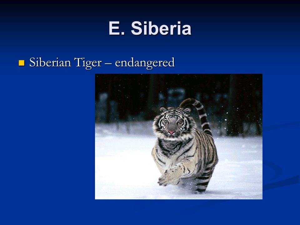 E. Siberia Siberian Tiger – endangered