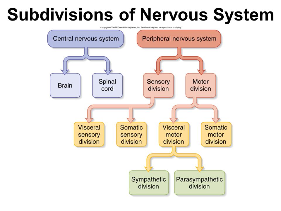 Subdivisions of Nervous System - ppt video online download