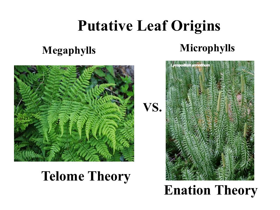 Как переводится Fern. Fern перевод на русский с немецкого. Fin and Fern.