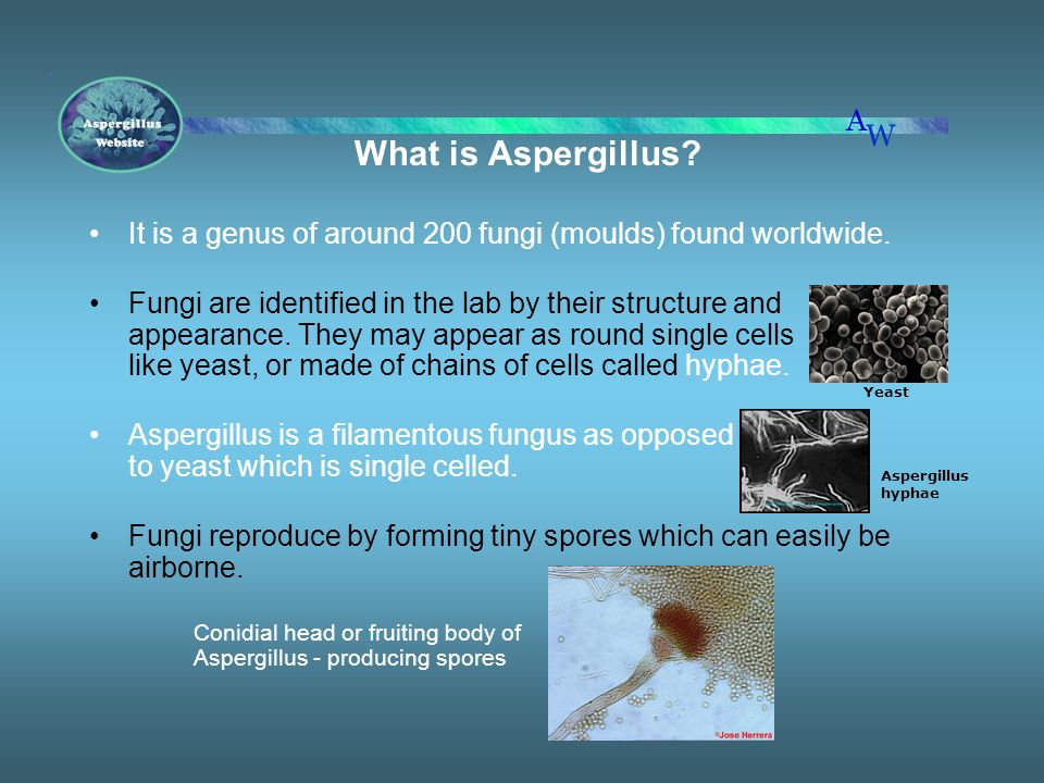 is aspergillus single or multicellular