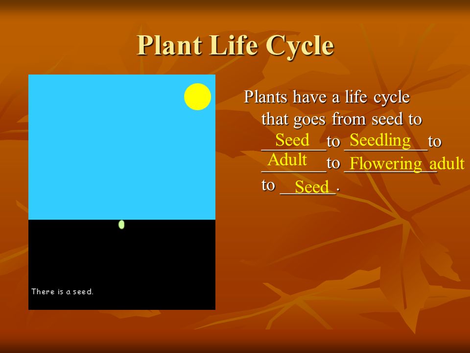 Plant Life Cycle Plants have a life cycle that goes from seed to _______to _________to _______to __________ to ______.