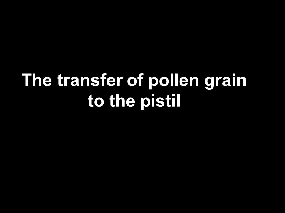 The transfer of pollen grain to the pistil