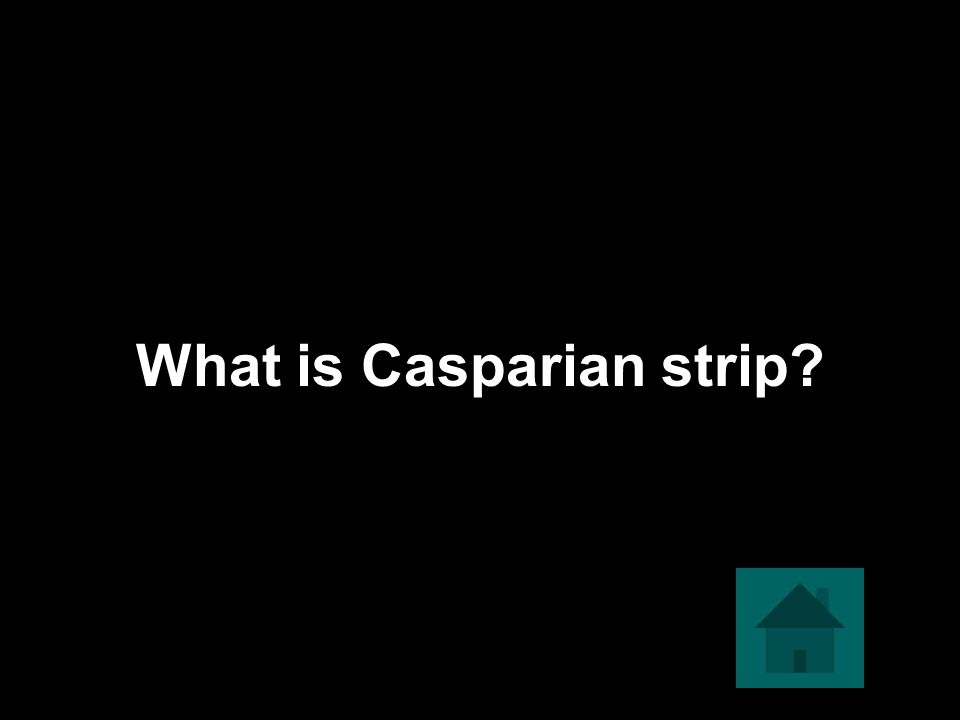 What is Casparian strip
