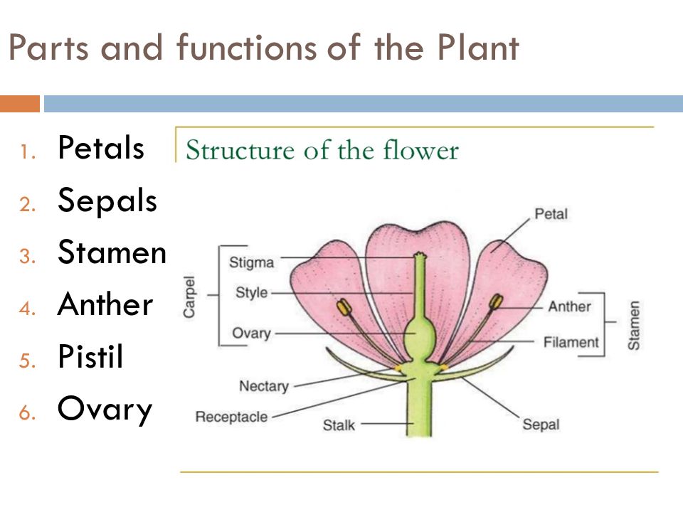 Presentation on theme: "Parts and functions of the Plant Petals Sepals...