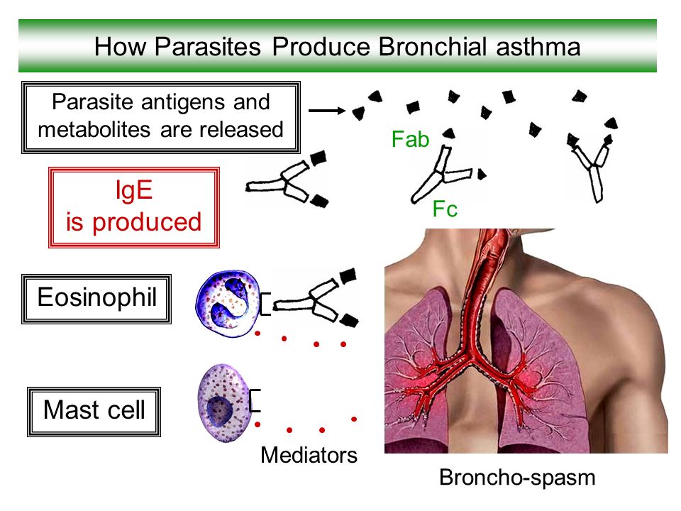 How Parasites Produce Bronchial asthma