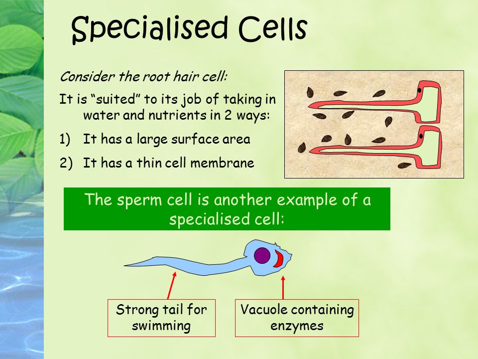 Cell Adaptation To Know How Animal And Plant Cells Are Adapted For Different Functions D Crowley Ppt Video Online Download