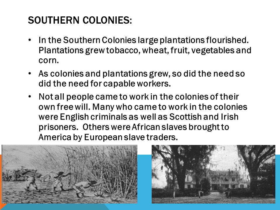 Southern Colonies: In the Southern Colonies large plantations flourished. Plantations grew tobacco, wheat, fruit, vegetables and corn.
