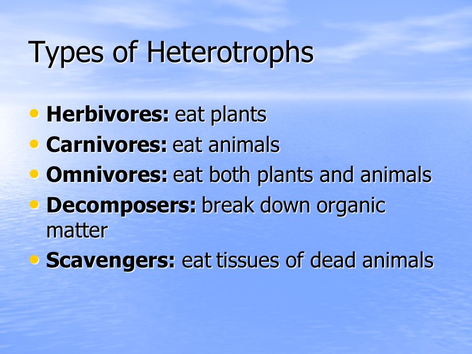 Types of Heterotrophs Herbivores: eat plants Carnivores: eat animals