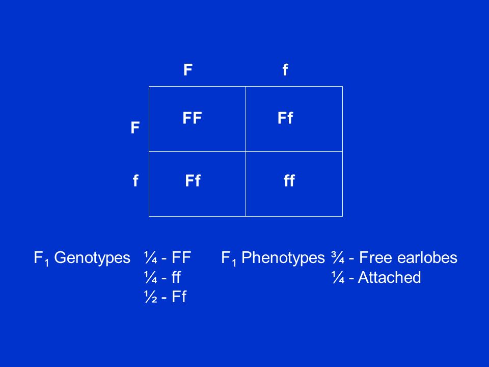 Chapter 14 Mendel And The Gene Idea Ppt Download