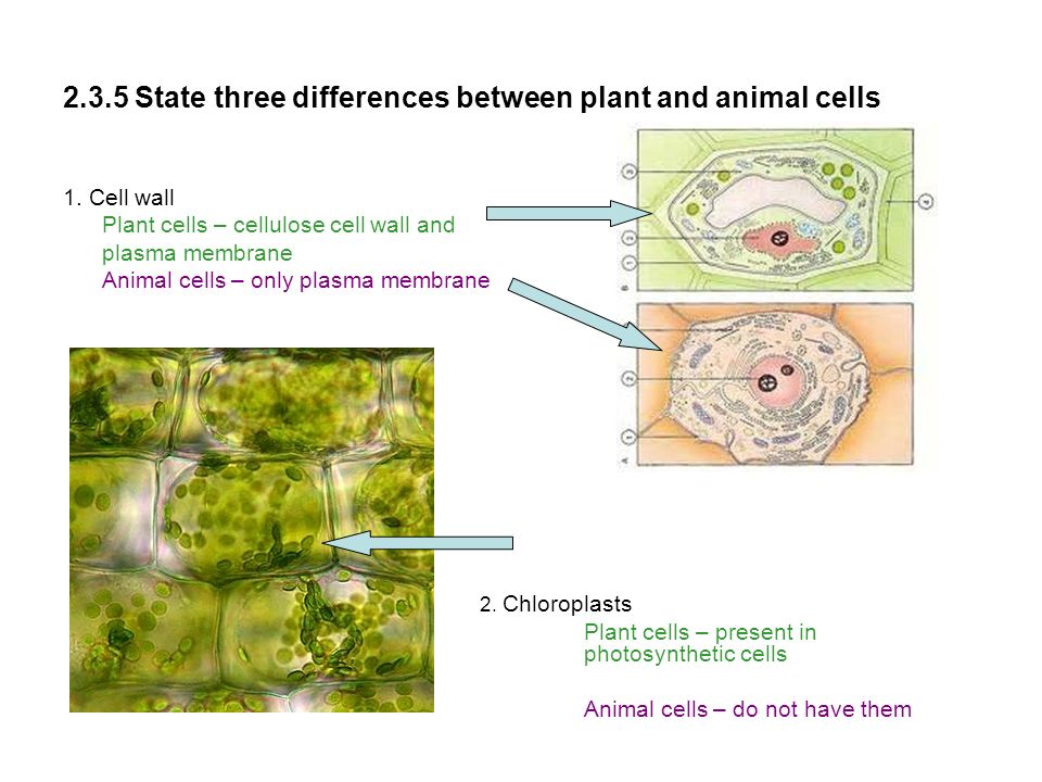 Topic 2: Cells Eukaryotes - ppt download