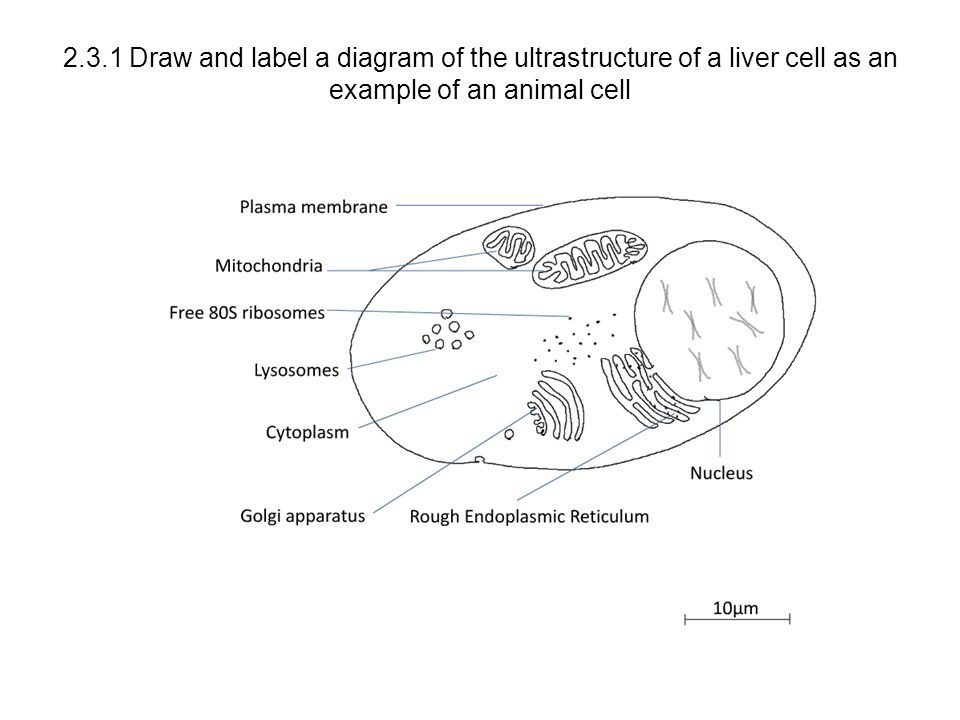Topic 2 Cells Eukaryotes Ppt Download