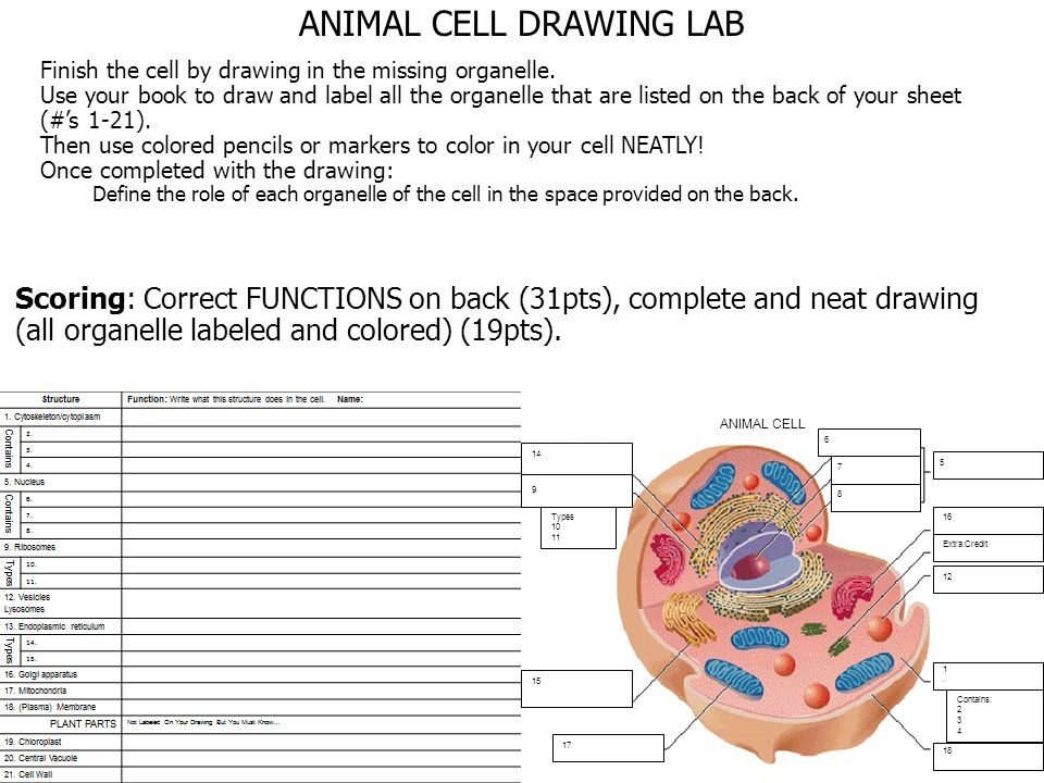 31 Label The Organelles Of A Cell - Labels Database 2020