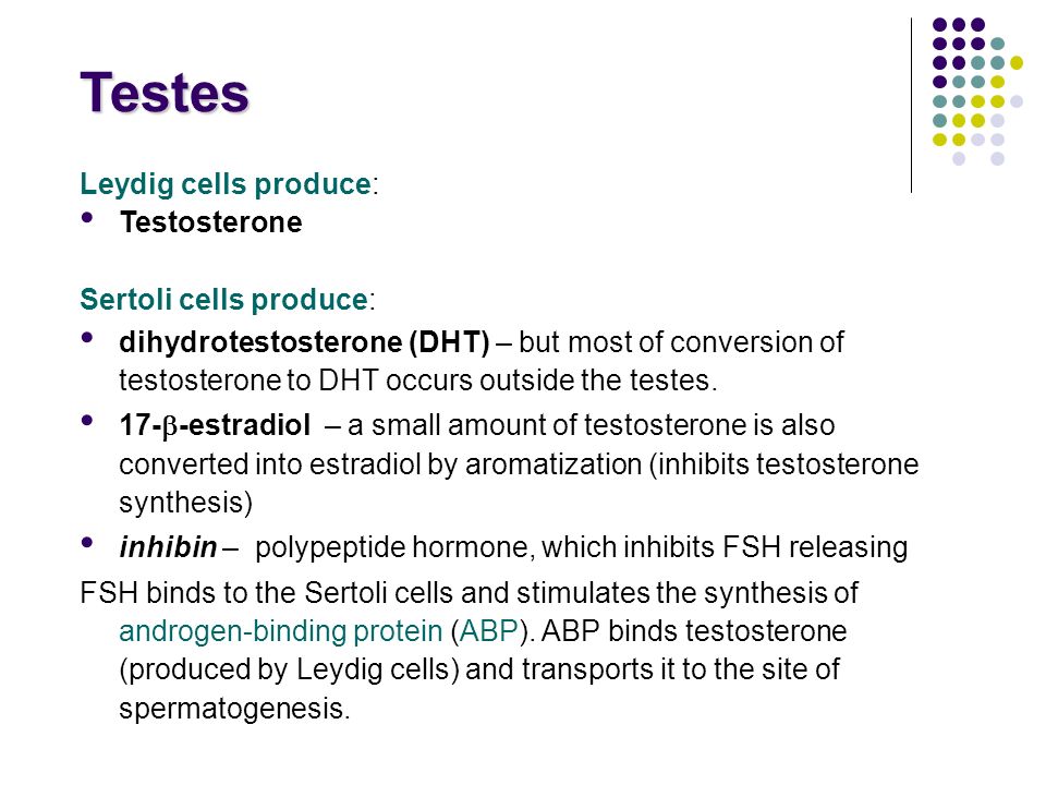 Testes Leydig cells produce: Testosterone Sertoli cells produce:
