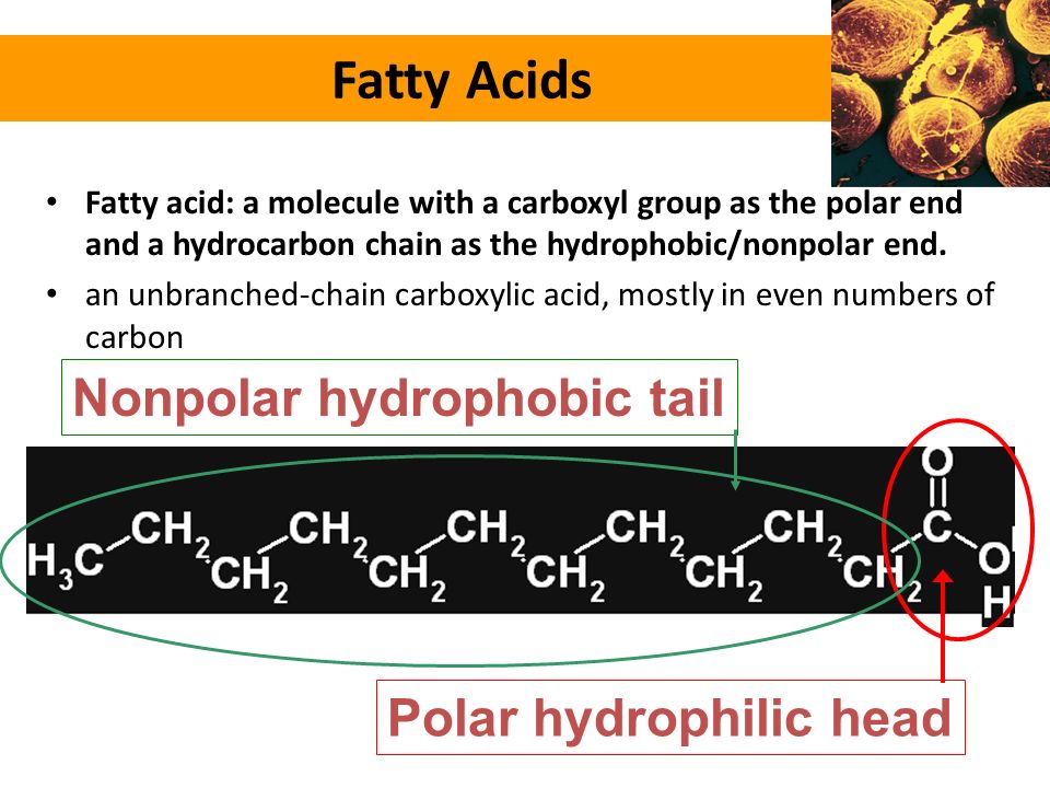 Fatty acid: a molecule with a carboxyl group as the polar end and a hydroca...