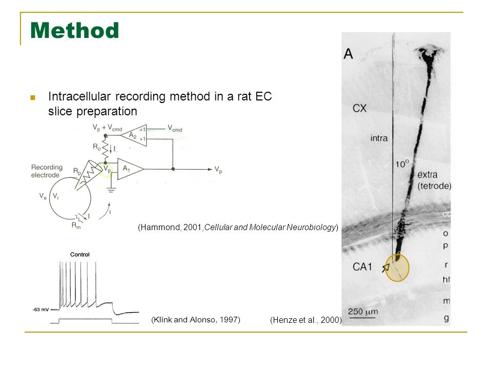Method Intracellular recording method in a rat EC slice preparation