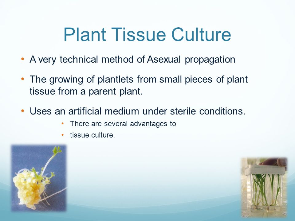 Plant tissues. Plant Tissue Culture. Plant Tissue Culture на русском. Plant propagation by Tissue Culture (Автор Edwin f. George). Panax Tissue Culture.