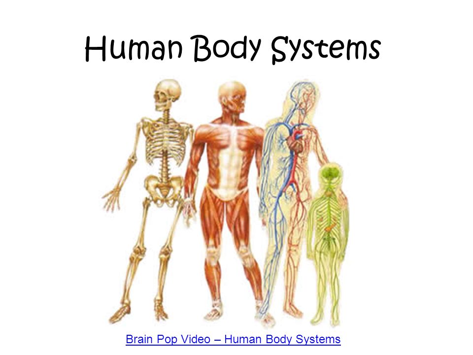 Видео human. Анатомия человека женщины на презентацию. Human body Organisms. Kroppen. Анатомия человека в Японии презентация.