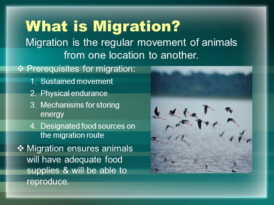 Animal Migration. - ppt video online download