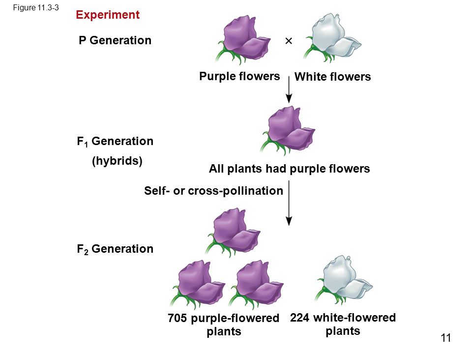 705 purple-flowered plants 224 white-flowered plants