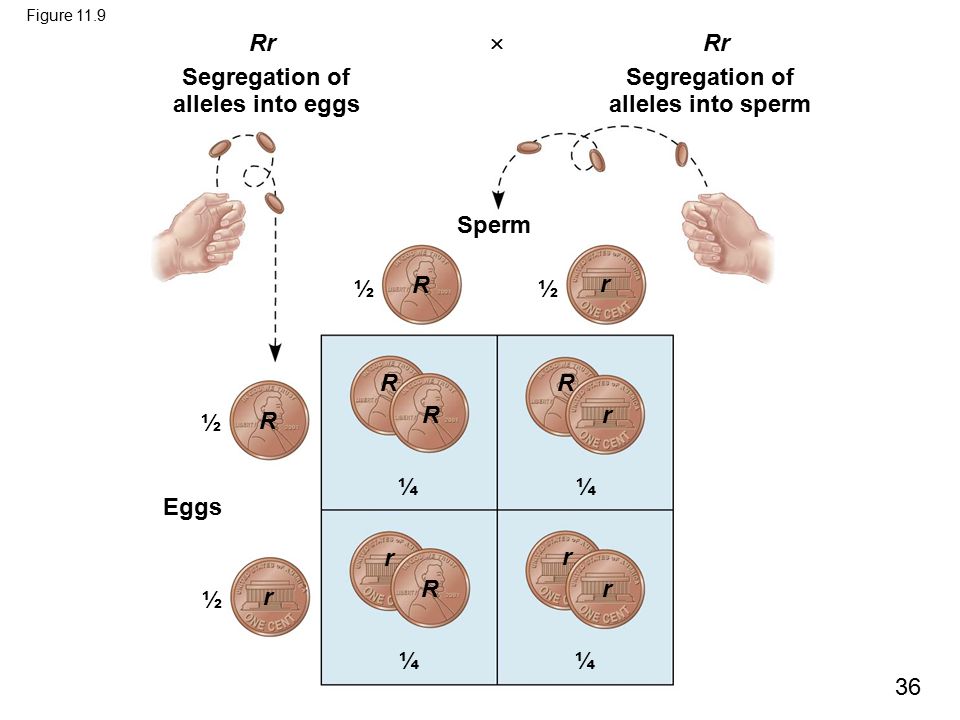 Segregation of alleles into eggs Segregation of alleles into sperm