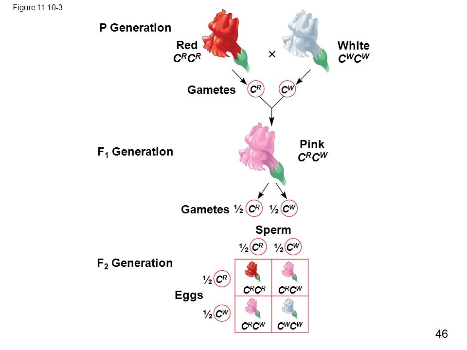 P Generation Red CRCR White CWCW Gametes Pink CRCW F1 Generation