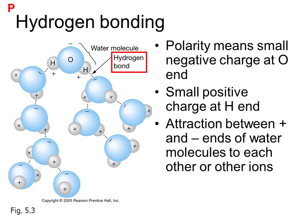 5.3. Attraction between + and - ends of water molecules to each other or ot...