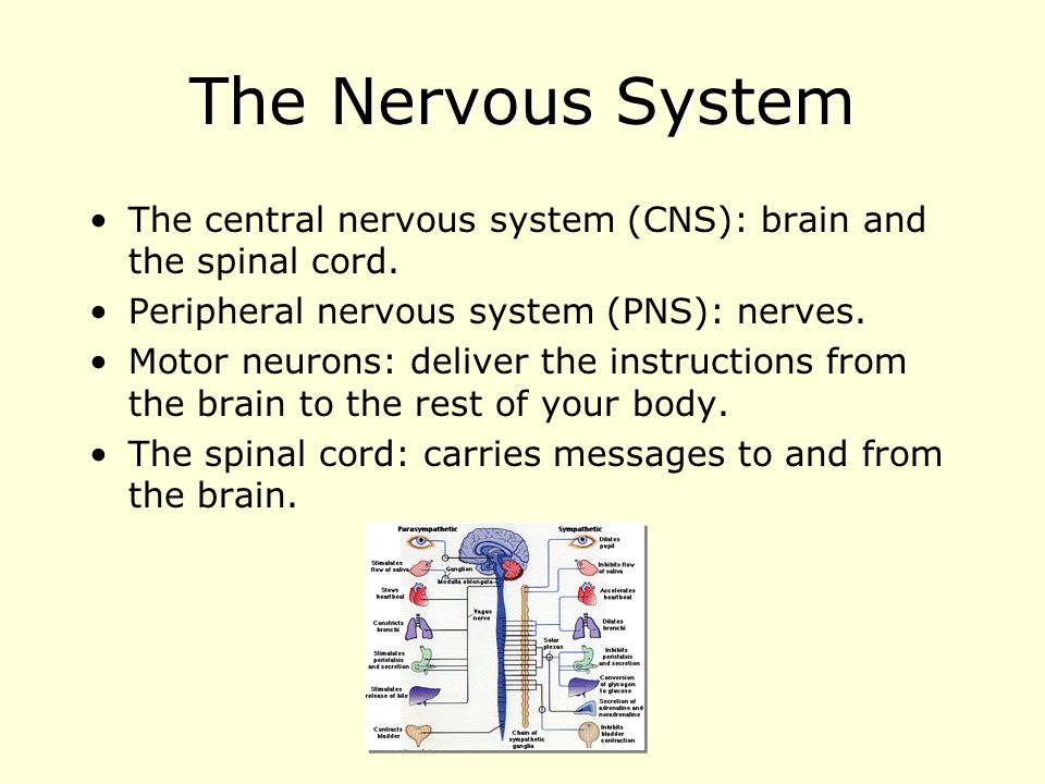 The Nervous System The central nervous system (CNS): brain and the spinal cord. Peripheral nervous system (PNS): nerves.