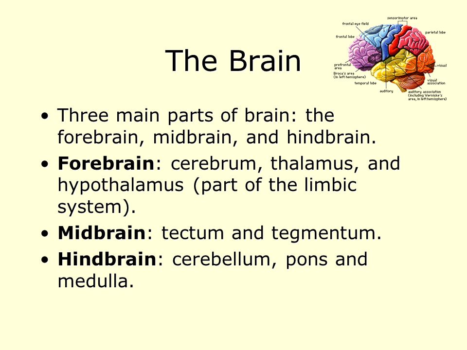 The Brain Three main parts of brain: the forebrain, midbrain, and hindbrain.