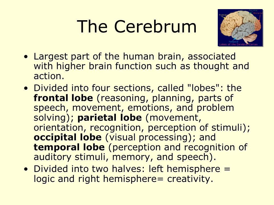 The Cerebrum Largest part of the human brain, associated with higher brain function such as thought and action.